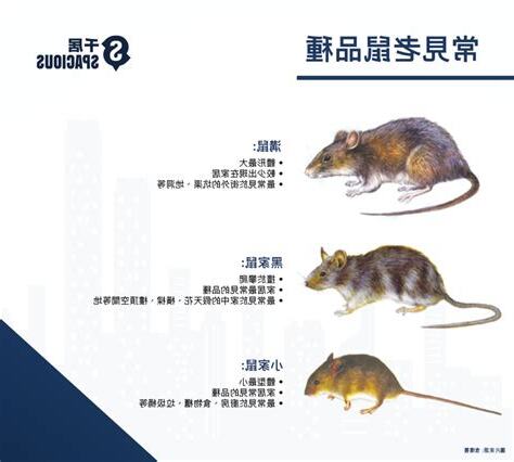 老鼠 品種